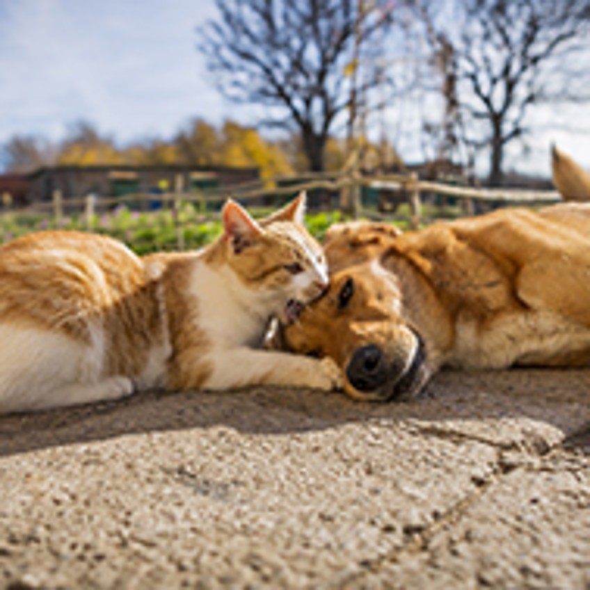 Tierversicherungen: Katze und Hund liegen in der Sonne