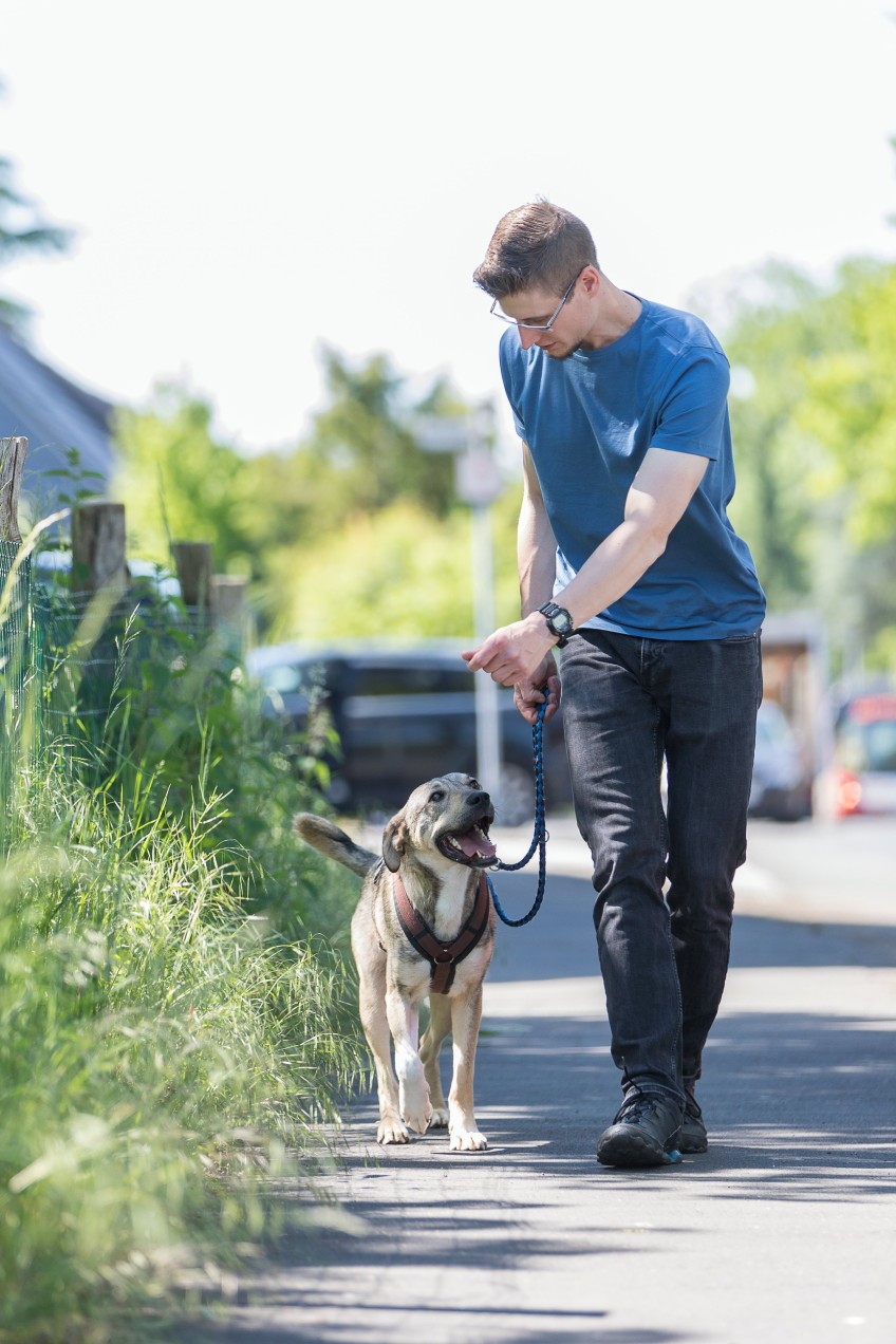 Pressemitteilung Liebe Dein Haustier Tag: Mann übt Kommando mit Hund auf Gehweg
