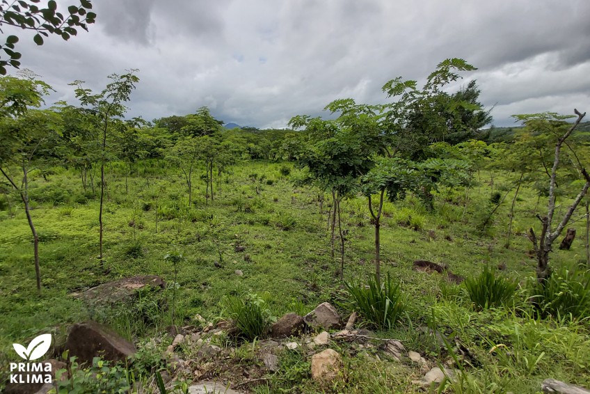 Pressemitteilung Carglass und PRIMAKLIMA: Projektfläche in Nicaragua