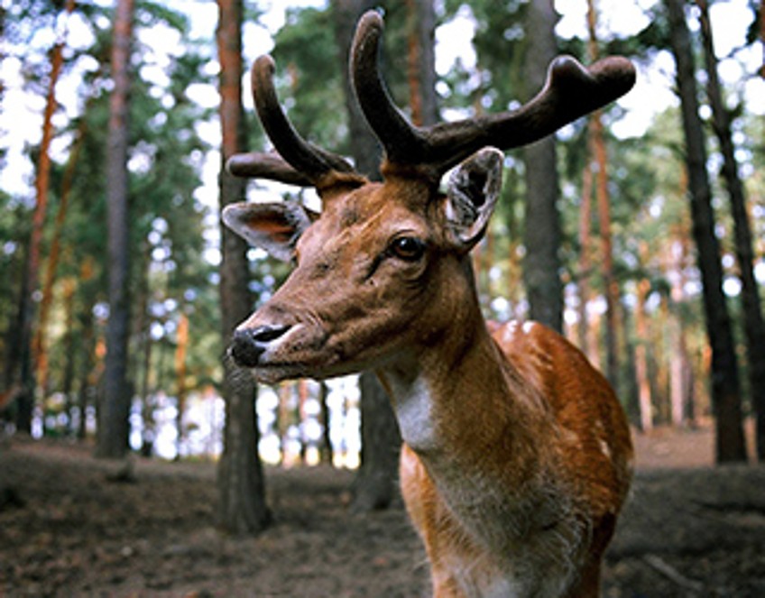 Schlagzeilen - Hirsch im Wald