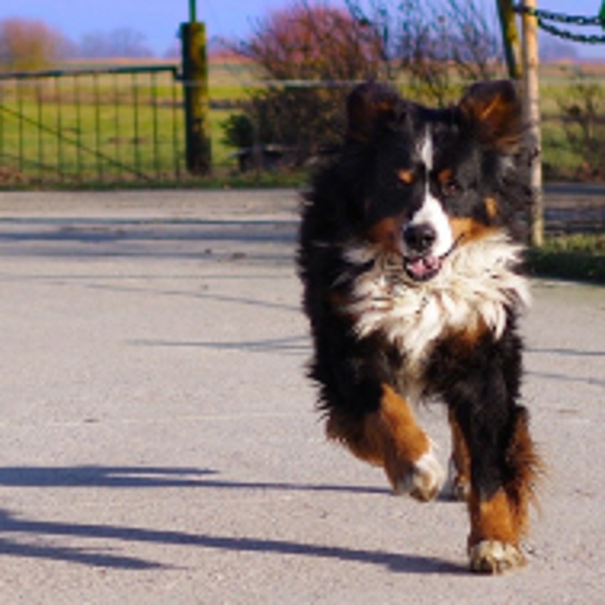 Schlagzeilen - Hund läuft Weg entlang