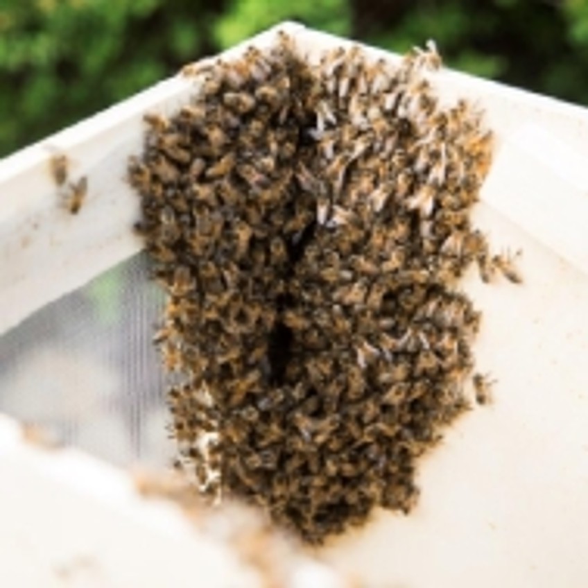 Schlagzeile - Eine Gruppe von Bienen versammelt sich.