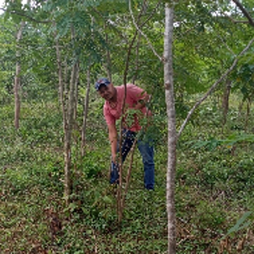 Schlagzeile - Ein Bauer pflanzt einen Baum