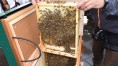 Bienen auf einer Wabe