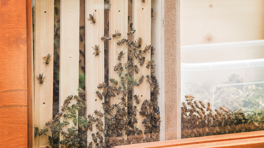 Stadtbienen - Nahaufnahme der Bienen in Bienenbox