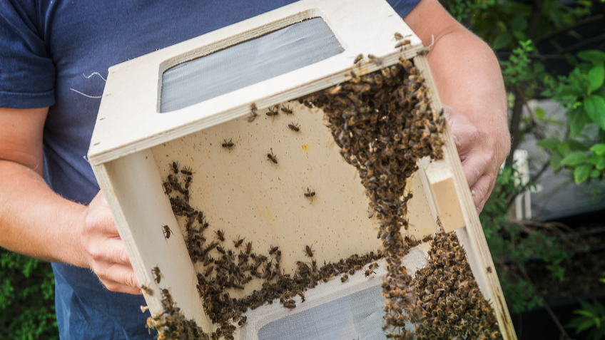 Stadtbienen - Imker hilft Bienen beim Einzug in Bienenbox