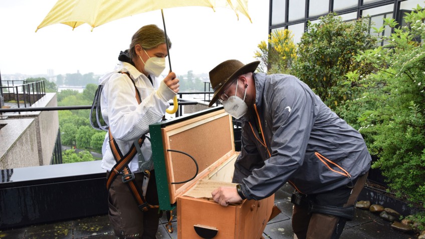 Imker setzen Bienen in Bienenbox