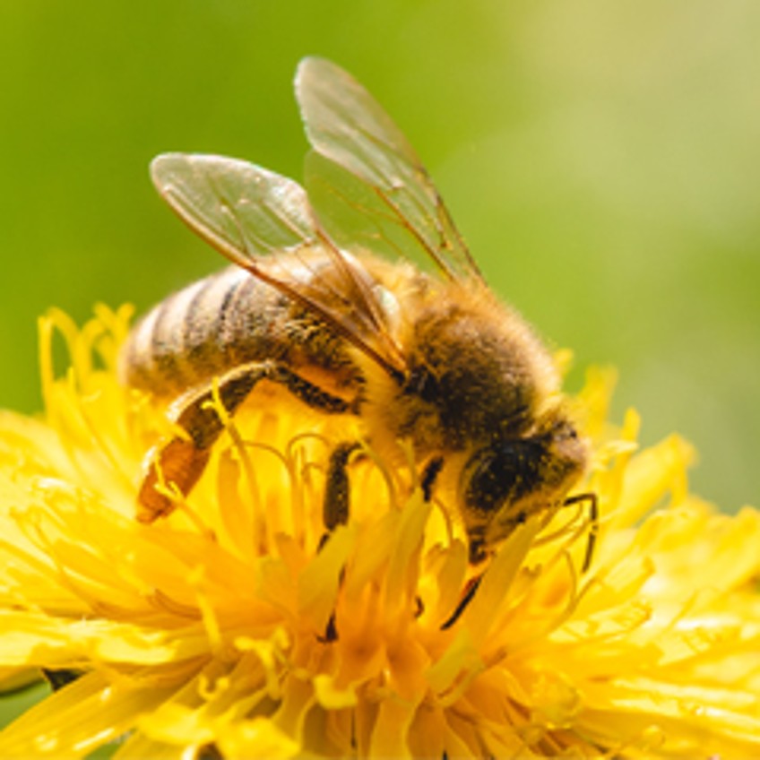 Ökologisches Engagement - Biene sitzt auf gelber Blüte