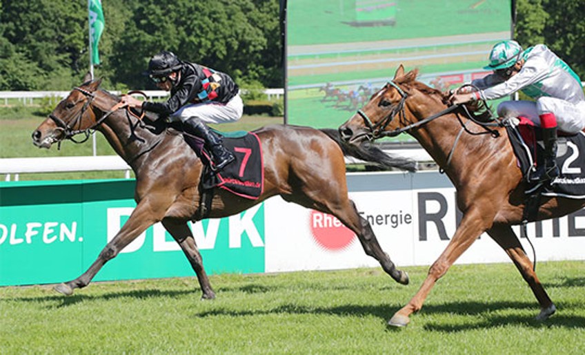 Benefizrenntag - zwei Pferde mit Jockeys beim Pferderennen