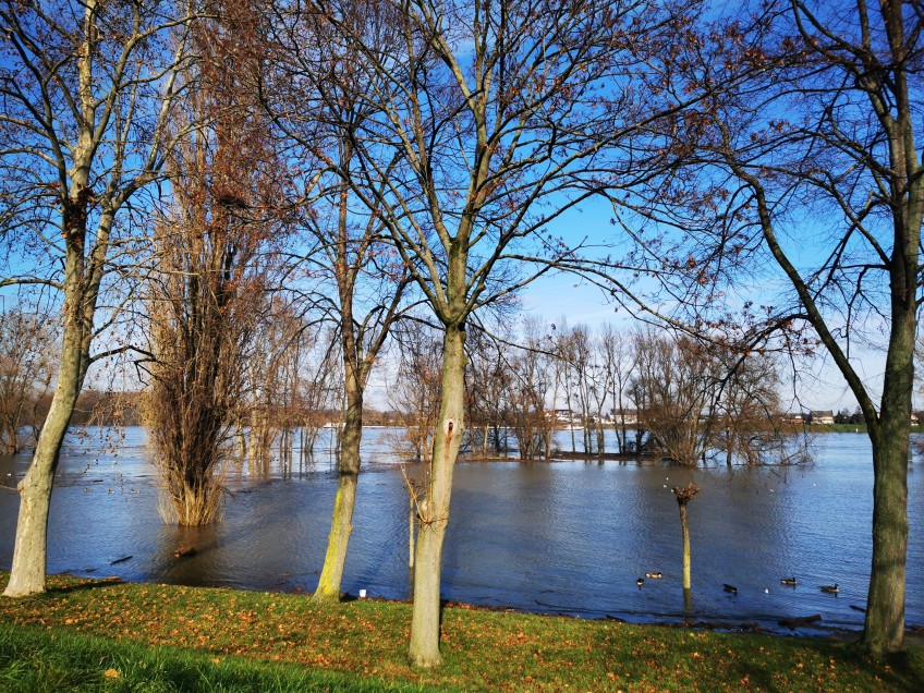 Pressemitteilung Hochwasser - Rheinhochwasser mit überschwemmter Wiese