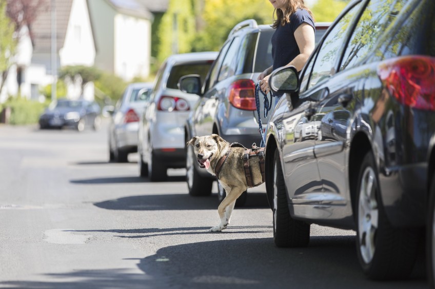 Pressemitteilung: Frau geht mit Hund über die Straße