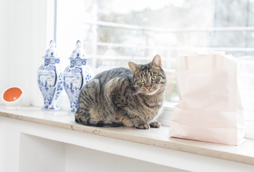 Pressemitteilung: Katze sitzt auf Fensterbank