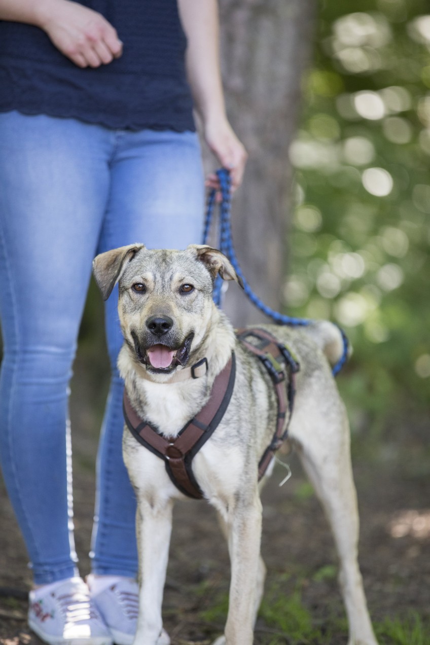 Pressemitteilung: Porträtaufnahme Hund