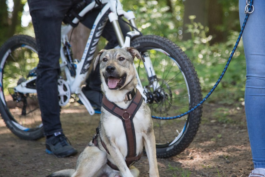 Pressemitteilung Liebe Dein Haustier Tag: Hund mit Fahrrad im Wald